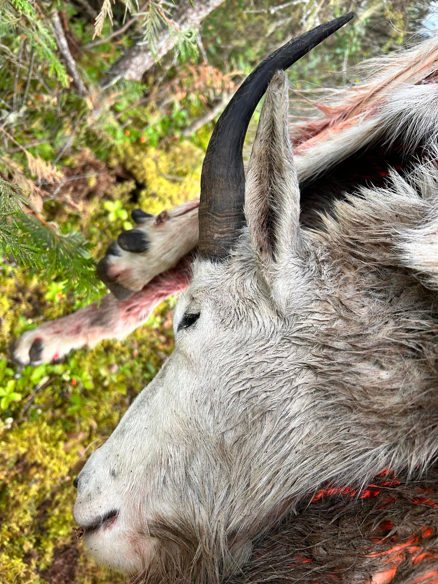 A hunter holding the antlers of a large Wyoming mule deer buck.